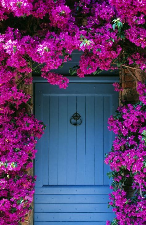 20 Best Flowering Vines and Vine Plants - Best Wall Climbing Vines to Plant