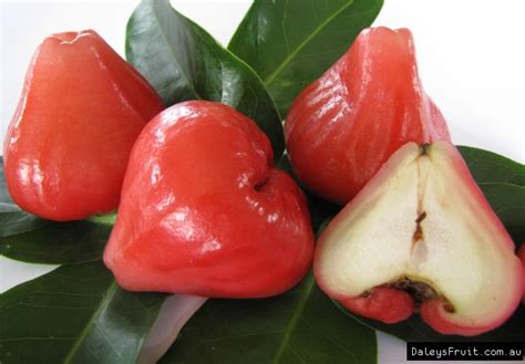 Wax Jambu Red Tree - Syzygium samarangense