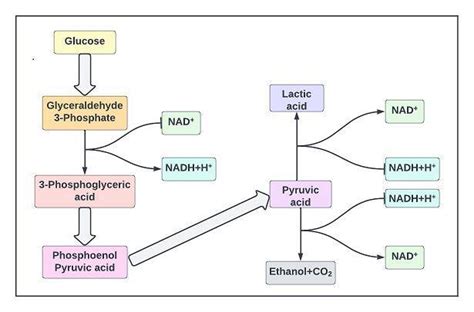 Fermentation - Definition, Process, Types, Importance, and FAQs