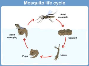 The Life Cycle of a Mosquito | Mosquito Exterminator Company Austin