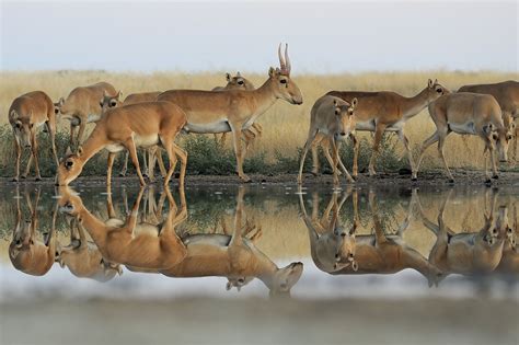 Saiga Antelope - WildArk