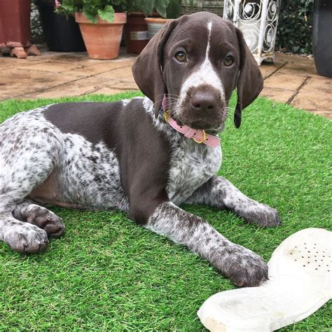 German Shorthaired Pointer Puppy #gsp #puppy Gsp Puppies, Pointer ...