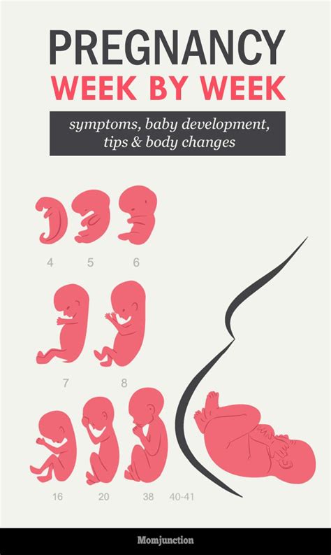 25+ bästa Pregnancy symptoms by week idéerna på Pinterest | 11 veckor ...