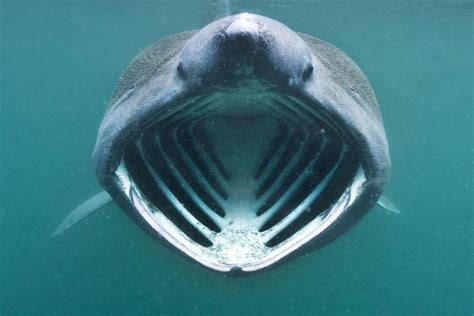 Basking Shark Teeth: Unveiling The Gentle Giant’s Grin – Ocean Action Hub