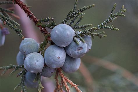 12 Science-Backed Health Benefits of Juniper Berries - How To Ripe