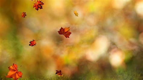 Fall Wallpaper Autumn Leaves