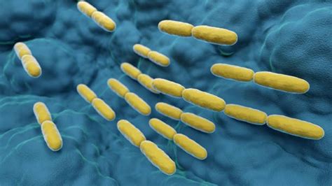 Lactobacillus Bulgaricus – Bacillus Bulgaricus