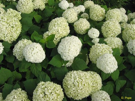 Plant Guide Hydrangea arborescens 39;Annabelle39; / Annabelle Hydra ...