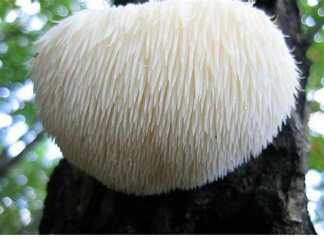 Lions Mane Mushrooms