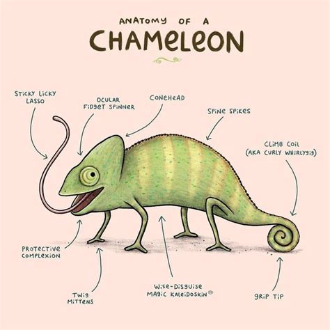 Sophie Corrigan on Instagram: “Anatomy of a Chameleon 🦎 ・・・ From my ...