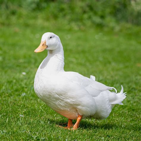 Live Pekin Ducks for Sale | Order as few as 3 Ducks | Safe Arrival ...