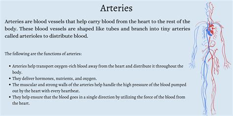 Blood Vessels Circulatory Anatomy, 58% OFF