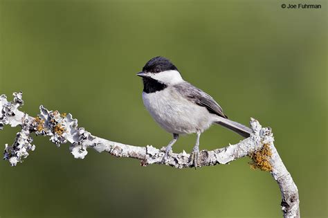 Carolina Chickadee – Joe Fuhrman Photography