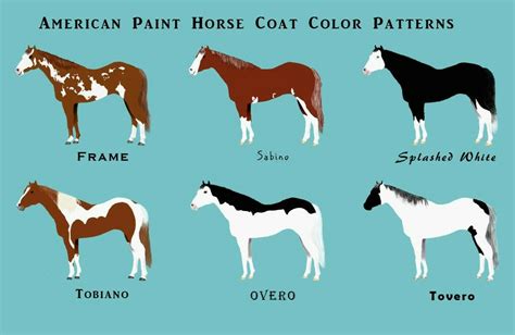 Paint Horse Color Patterns - Pattern.rjuuc.edu.np