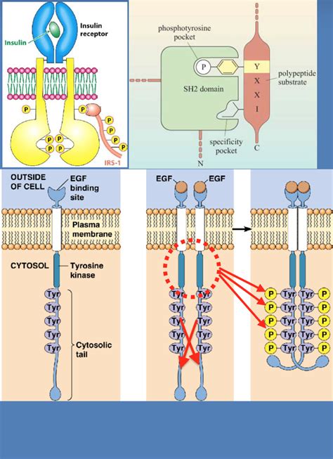 Insulin Tyrosine Kinase Pathway