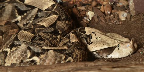 Gaboon viper | Smithsonian's National Zoo