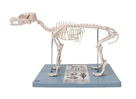 Buy Anatomy Lab Canine Skeleton Anatomy Model - Small Dog Veterniary ...