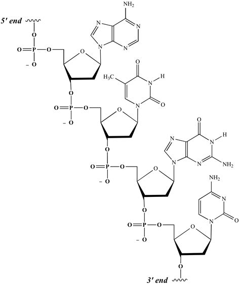 Dna Chemical Structure Diagram Origin Hunters