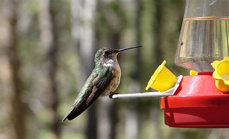 Hummingbird nectar recipe - Welcome Wildlife