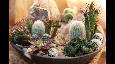 Mini Cactus Garden Ideas | Fasci Garden