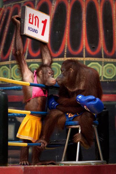 Orangutan Boxing Show (14 pics) - Izismile.com