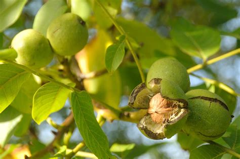 How to Identify the Common Black Walnut Tree