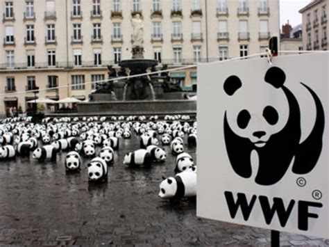 WWF's new strategy to affect focus, staffing | Devex