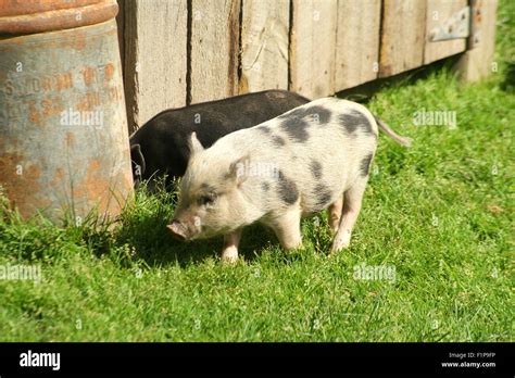 Spanish Food Clipart Black And White Pig