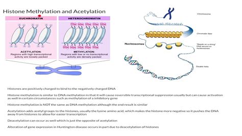 Does Histone Acetylation Repress Gene Expression? Trust The Answer ...