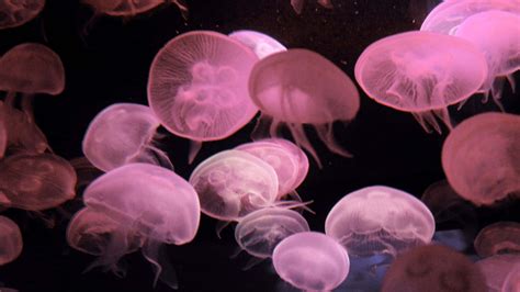 Pink Jellyfish Wallpaper