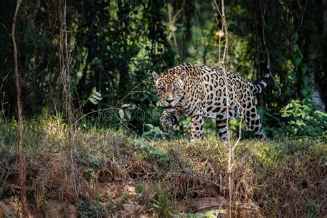 American Jaguar in the Nature Habitat of Brazilian Pantanal Stock Image ...