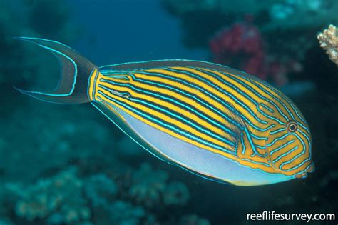 Acanthurus lineatus - Lined Surgeonfish | ReefLifeSurvey.com