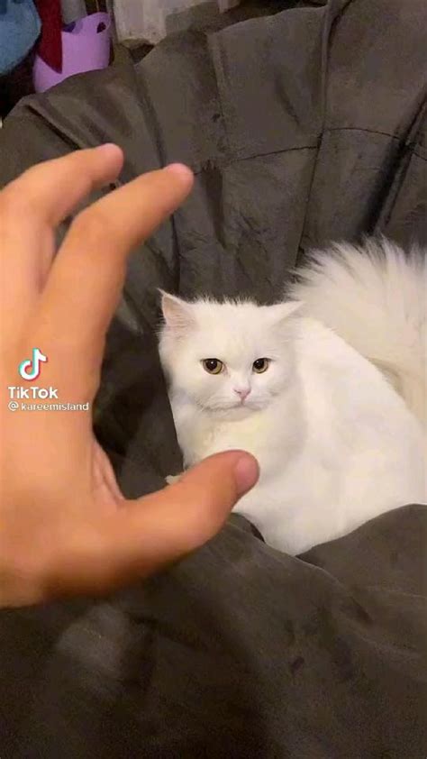 cute white cat | Funny cats, Cat memes, Funny cute cats