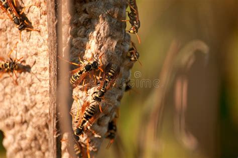 A Paper Hornet`s Nest Was Built by Wild Wasps Stock Photo - Image of ...