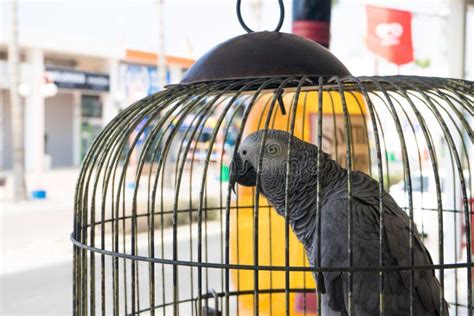 African Grey Parrot Cage Street Stock Photos - Free & Royalty-Free ...