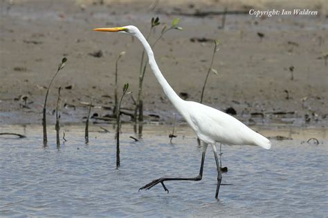 WILD TROPICAL QUEENSLAND: Shore & Water Birds