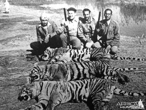 Hunting Tiger | AfricaHunting.com