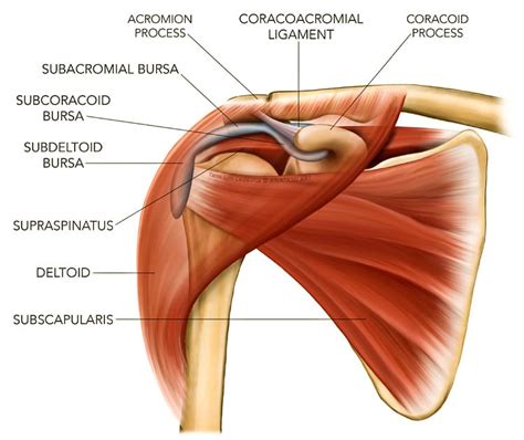 Shoulder Impingement | Causes, Symptoms, Diagnosis and Treatment