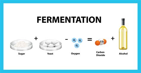 Beer Fermentation in a nutshell - The Key to Brewing Great Beers