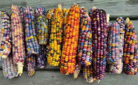 This Rainbow-Colored Corn Is Totally Real And Natural, Here's How You ...