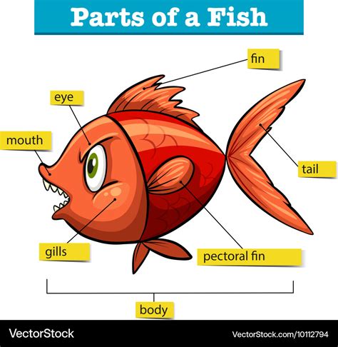 Diagram showing parts of fish Royalty Free Vector Image