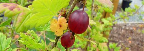 Goose Berry Care - Port Kells Nurseries