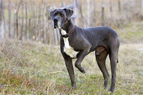 Great Dane Dog Breed Profile