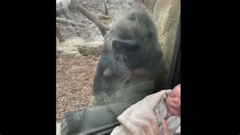 Gorilla shares tender moment with human mom and baby Video - ABC News