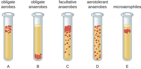 Oxygen Requirements for Microbial Growth · Microbiology