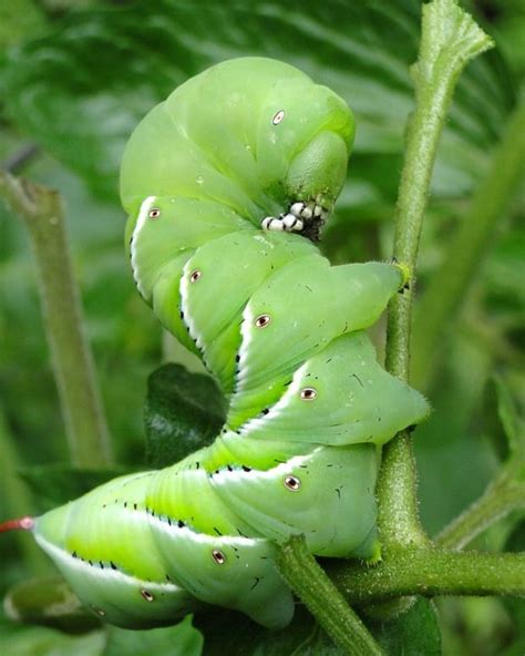 Caterpillar Identification Guide: 40 Species With Photos and ...