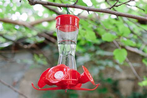 Where to Hang Hummingbirds Feeders