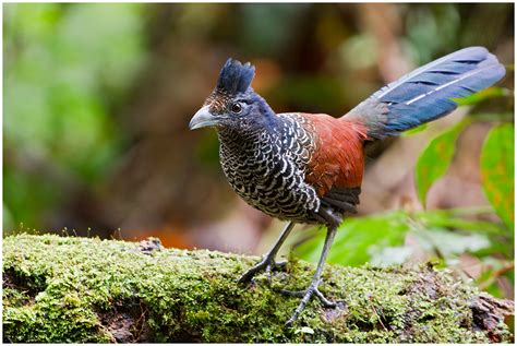 Birds of Ecuador