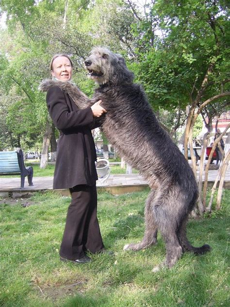 Irish Wolfhound Info, Temperament, Puppies, Pictures, Lifespan