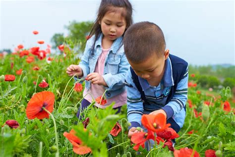 "Two Lovely Asian Kids Picking Flowers In The Spring Field" by Stocksy ...